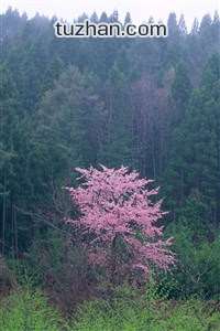国际女子足球赛事：中国队奋勇争先