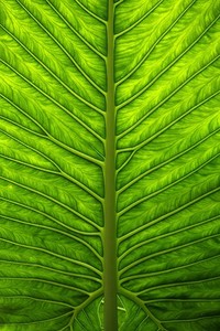 圣埃蒂安战平，法国足球联赛胜负难测